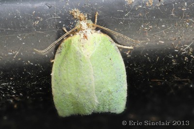 Green Oak Tortrix